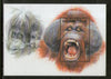 Angola 2000 Orangutan Monkey Wildlife Animals Sc 1135 M/s MNH # 49