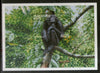 Maldives 1996 Chimpanzee Monkey Wildlife Animals Sc 2196 M/s MNH # 5995