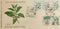 India 2025 Medicinal Plants of India 5v FDC