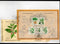 India 2025 Medicinal Plants of India M/s FDC