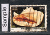 India 1998 Year of Ocean Seashell Phila-1667 Used Stamp