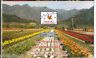 India 2011 Flower Vally CHINAR-2011 Jammu & Kashmir Exhibition Booklet Plant