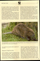 Belarus 1995 WWF- Boear 4v Comp. Set In WWF Folder # 10025