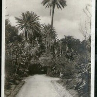 Algeria 1928 Algiers Palm Tree & Road View / Picture Post Card to Germany # 128