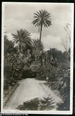 Algeria 1928 Algiers Palm Tree & Road View / Picture Post Card to Germany # 128