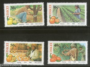Ciskei 1988 Farming Fruits Vegetables Plant Nursary Tree Sc 123-26 MNH # 3266