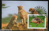 Eritrea 2001 Leopards Turtle Wild Life Reptiles Fauna M/s Cancelled # 3188