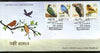 India 2016 Birds Near Threatned Pigeon Flycatcher Woodpecker Wildlife Strip FDC