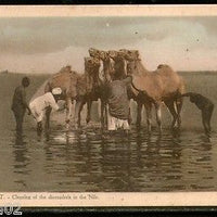 Egypt Cleaning of the Dromaderis in Nile Camel View/ Picture Post Card # PC081