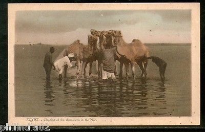 Egypt Cleaning of the Dromaderis in Nile Camel View/ Picture Post Card # PC081