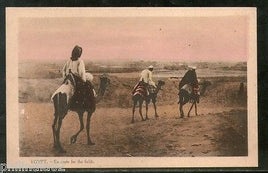 Egypt Route for the Field Camel View / Picture Post Card # PC077