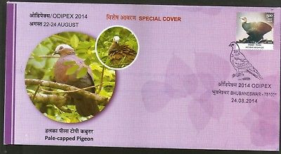 India 2014 Pale Capped Pigeon Birds Wildlife ODIPEX Special Cover # 6588