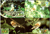 Cook Island 1989 WWF Endangered Bird Wildlife Animal Sc 1016-9 Set of 4 Max Cards # 87 - Phil India Stamps